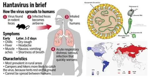 Hanta Virus- Spread and precaution